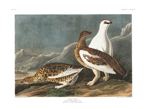 Rock Ptarmigan